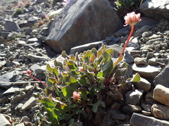 Eriogonum latens