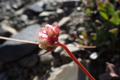 Eriogonum latens