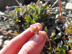 Eriogonum latens
