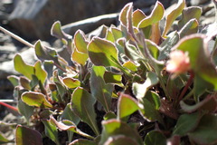 Eriogonum latens