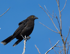 Strepera fuliginosa