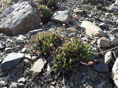 Eriogonum latens