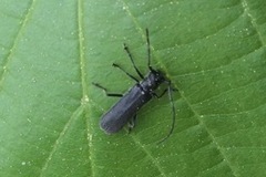 Stenostola ferrea