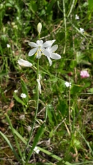 Anthericum