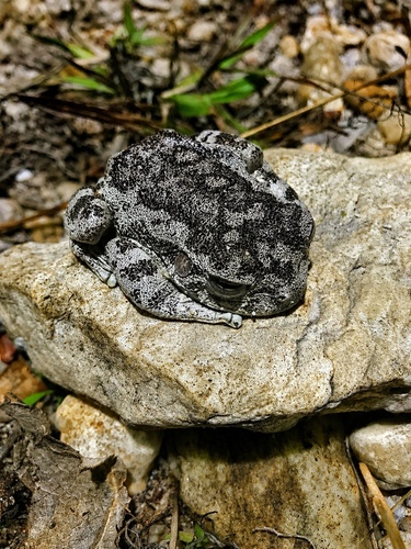 Santa Barbara tree frog