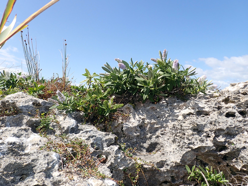Veronica dieffenbachii observed 2026-01-31