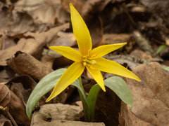 Erythronium rostratum