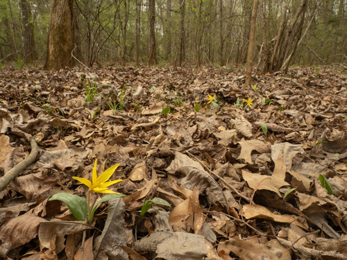 Erythronium rostratum, photograph 1