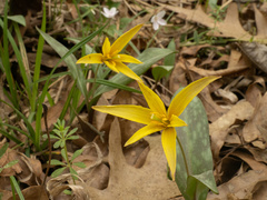 (c) Turner Brockman, some rights reserved (CC BY-SA) Erythronium rostratum, photograph (c) Turner Brockman, some rights reserved (CC BY-SA)
