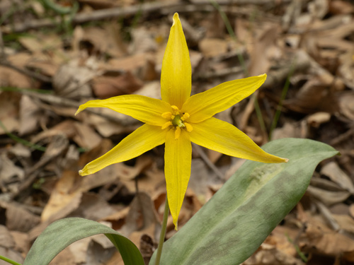 Erythronium rostratum, photograph 3