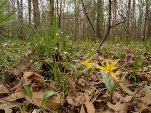 Erythronium rostratum, photograph 4