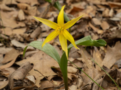 (c) Turner Brockman, some rights reserved (CC BY-SA) Erythronium rostratum, photograph (c) Turner Brockman, some rights reserved (CC BY-SA)