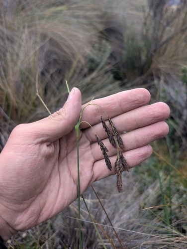 Carex pichinchensis, photograph 4