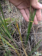 Carex pichinchensis, photograph (c) Yuri Sofronov, some rights reserved (CC BY)