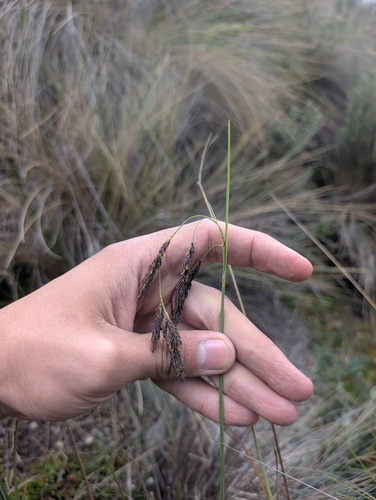 Carex pichinchensis, photograph 6