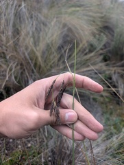 Carex pichinchensis, photograph (c) Yuri Sofronov, some rights reserved (CC BY)