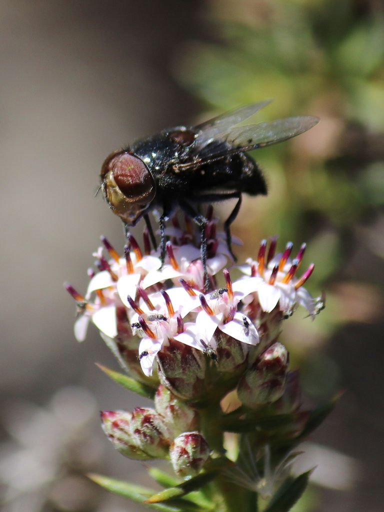 Copestylum scutellatum
