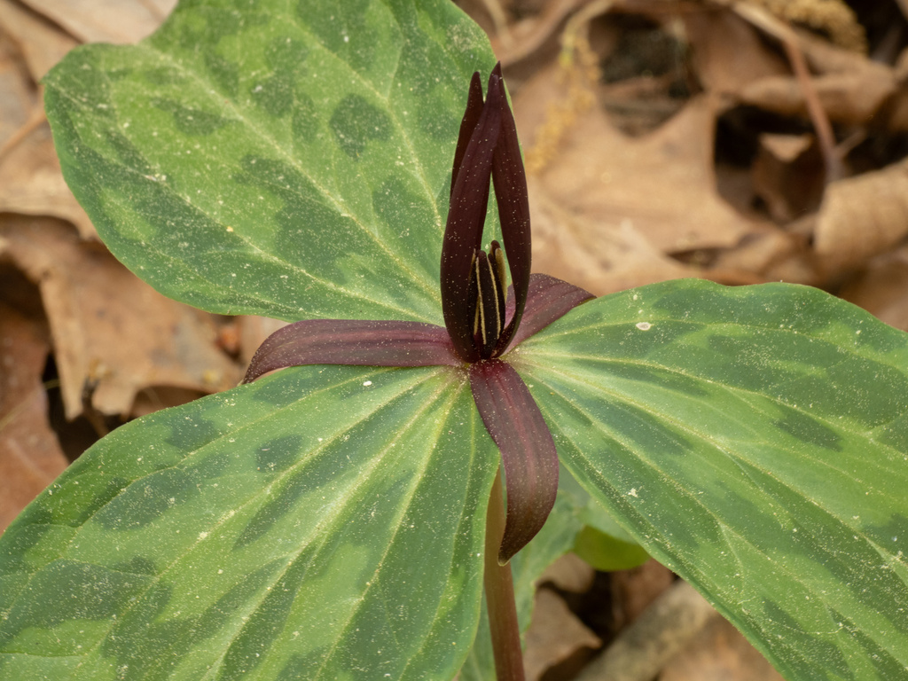 Trillium gracile; photograph (c) Turner Brockman, some rights reserved (CC BY-SA)
