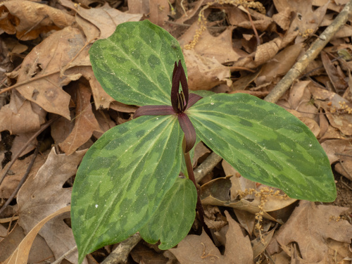Trillium gracile, photograph 1