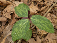(c) Turner Brockman, some rights reserved (CC BY-SA) Trillium gracile, photograph (c) Turner Brockman, some rights reserved (CC BY-SA)