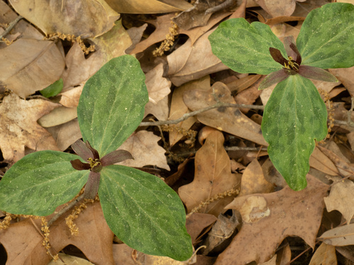 Trillium gracile, photograph 2