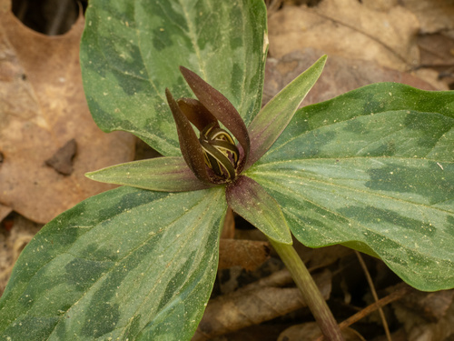 Trillium gracile, photograph 3