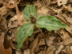 (c) Turner Brockman, some rights reserved (CC BY-SA) Trillium gracile, photograph (c) Turner Brockman, some rights reserved (CC BY-SA)
