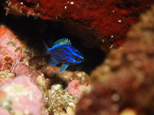 Oval chromis (Chromis alta) — Pomacentridae — 3