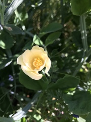 Eschscholzia californica