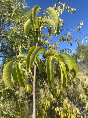 Rubber Vine