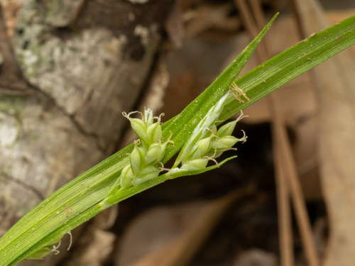 Carex blanda