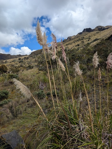 Cortaderia nitida, photograph 3