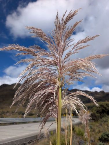Cortaderia nitida, photograph 1