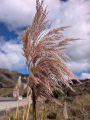 (c) Yuri Sofronov, some rights reserved (CC BY) Cortaderia nitida, photograph (c) Yuri Sofronov, some rights reserved (CC BY)