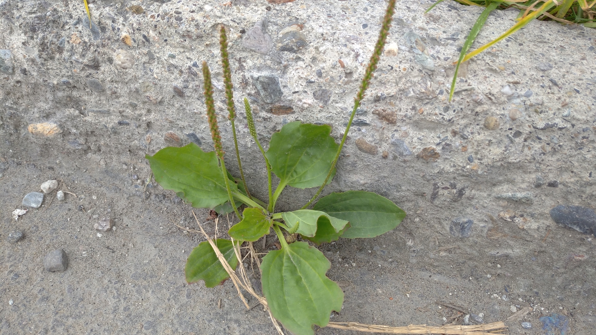 Plantago major image
