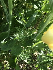 Eschscholzia californica