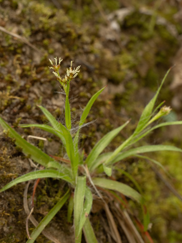 Luzula echinata, photograph 1