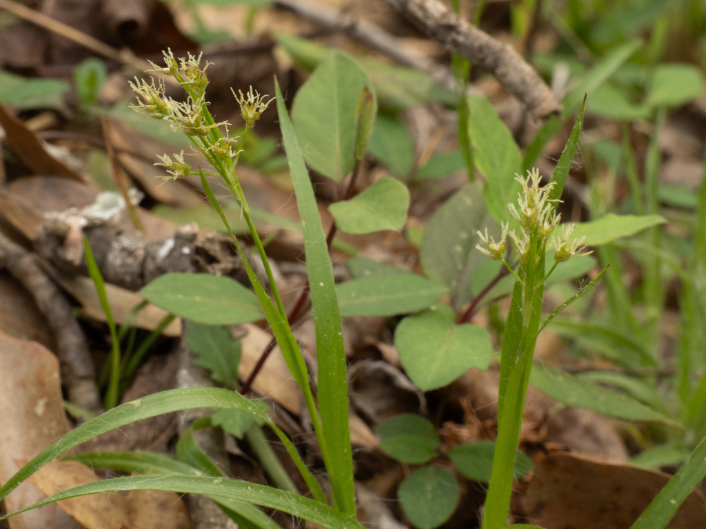 Luzula echinata; photograph (c) Turner Brockman, some rights reserved (CC BY-SA)