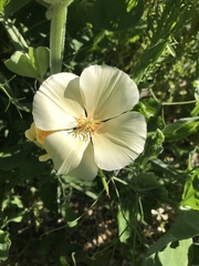Eschscholzia californica