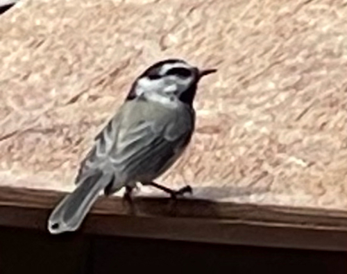 Mountain Chickadee