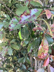Photinia × fraseri