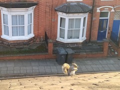 Sciurus carolinensis