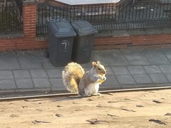 Sciurus carolinensis