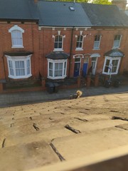 Sciurus carolinensis