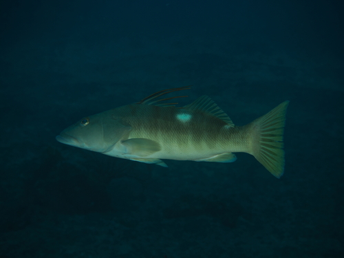 Agassiz zaagbaars (Cratinus agassizii) — Serranidae