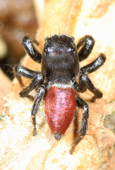 Habronattus decorus