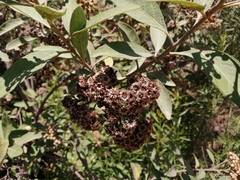 Pluchea carolinensis