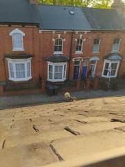 Sciurus carolinensis