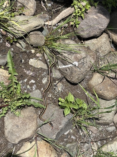 Common Garter Snake