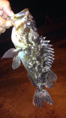 Sebastes rastrelliger